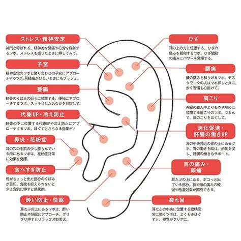 耳珠位置|耳つぼ 図解｜ツボ、耳ツボ療法｜三益製薬ブログ｜ 